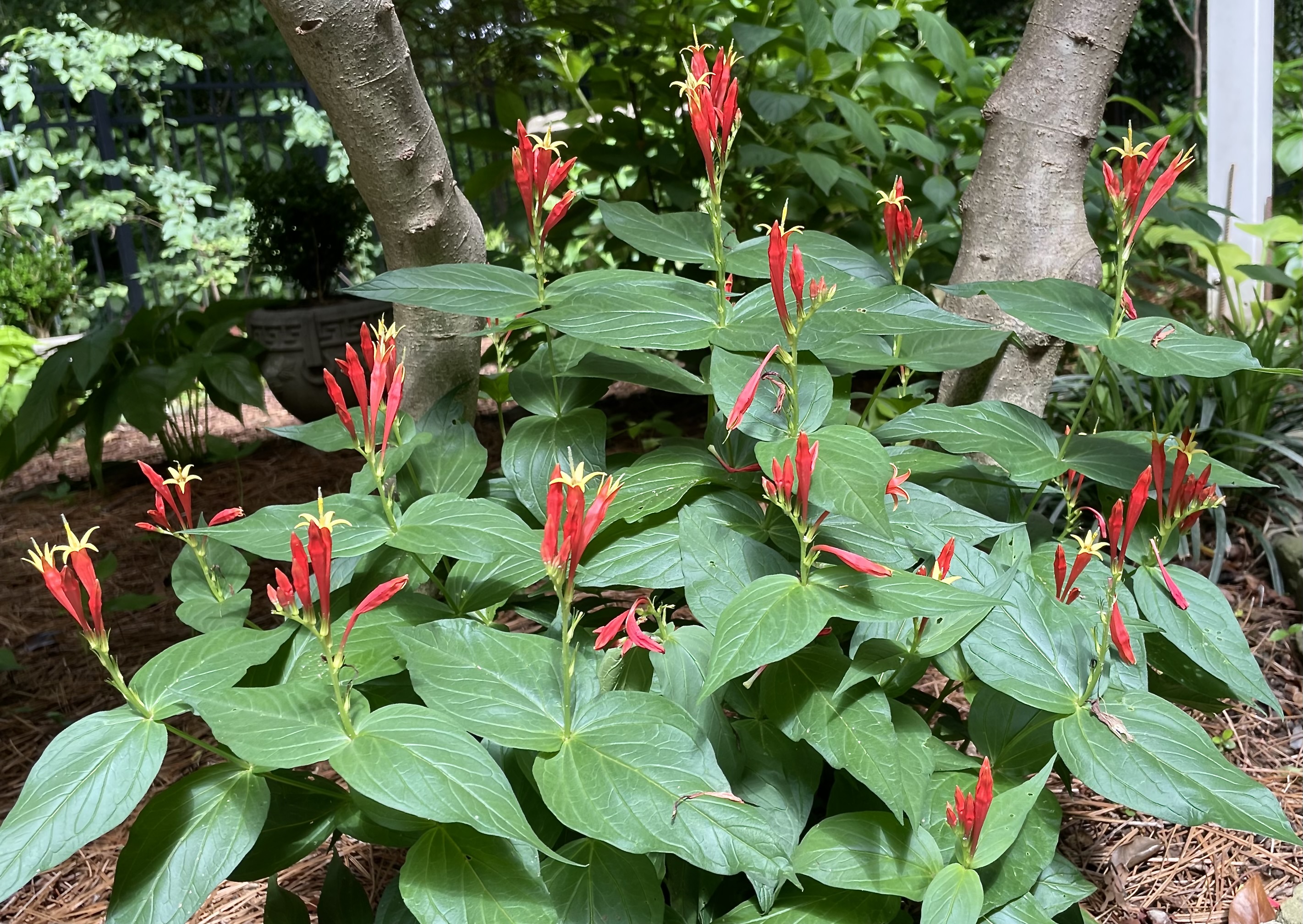 Indian pink Spigelia marilandica native woodland wildflower with red tubular flowers